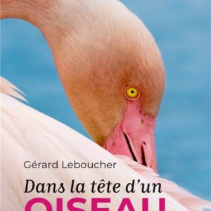 DANS LA TETE D'UN OISEAU