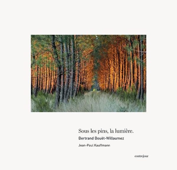 SOUS LES PINS, LA LUMIERE